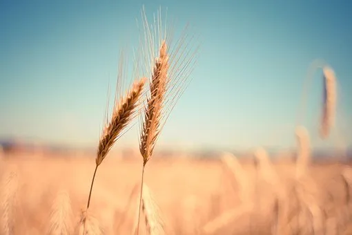 Пять административных дел возбудили на предприятие по производству зерна во Владимирской области
