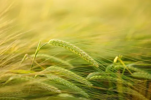 Низкорослые зерновые культуры тестируют во Владимирской области