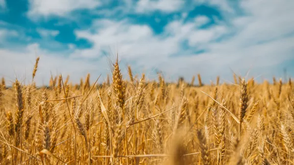 Во Владимирской области испытывают 16 сортов отечественной пшеницы