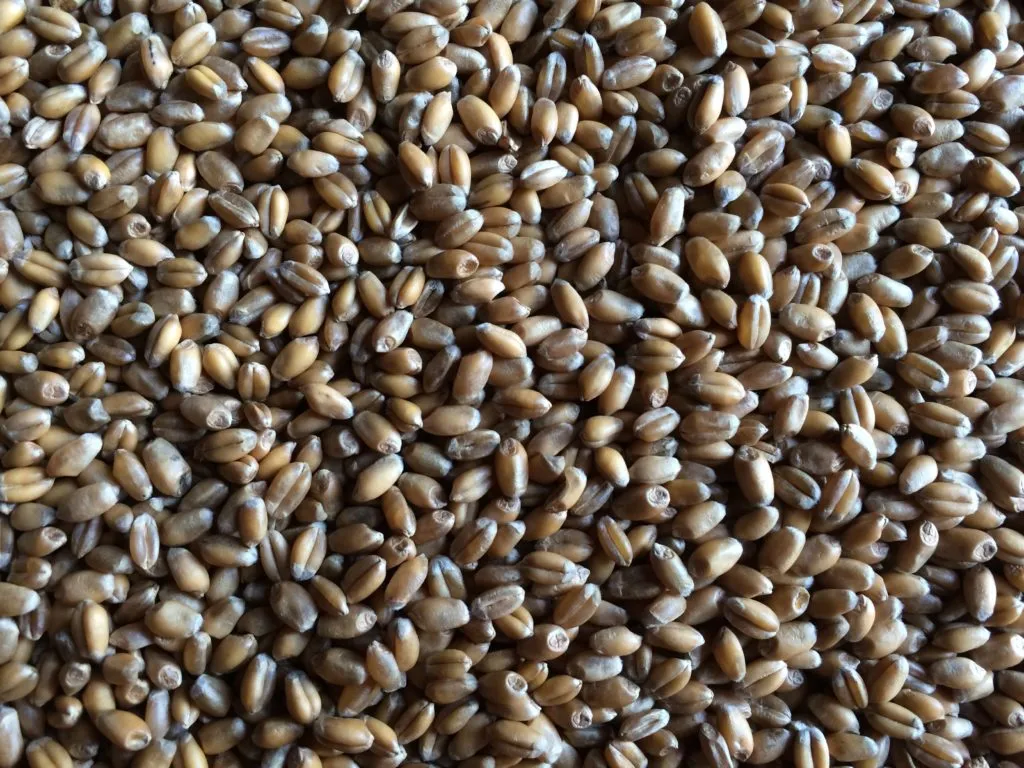 фотография продукта Реализуем пшеницу 4-5 класса