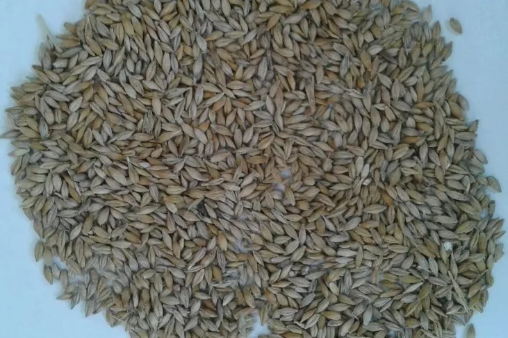 Фотография продукта Пшеница ячмень овес кукуруза владимир