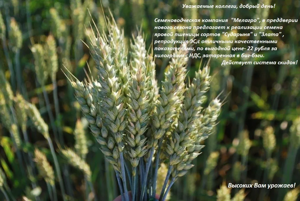 семена яровой пшеницы в Меленках