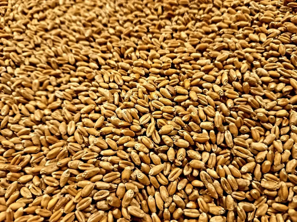 фотография продукта Семена яровой пшеницы эс сорта "злата"