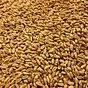 семена яровой пшеницы эс сорта 